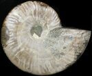 Wide Polished Ammonite 'Dish' #41645-1